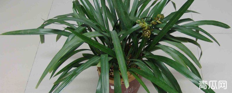 墨兰养殖土要掺石块吗