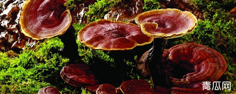 灵芝长什么样子