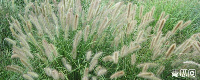 狼尾草栽植密度