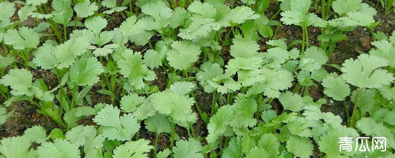 香菜冬天怕冻吗