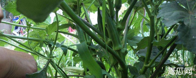 黄秋葵开花后多少天结果