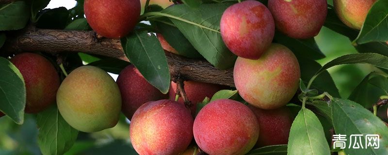 李子冬季修剪技术时间