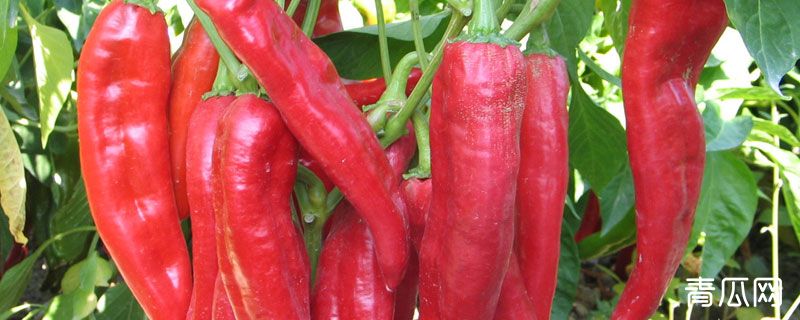 海椒苗什么时候种