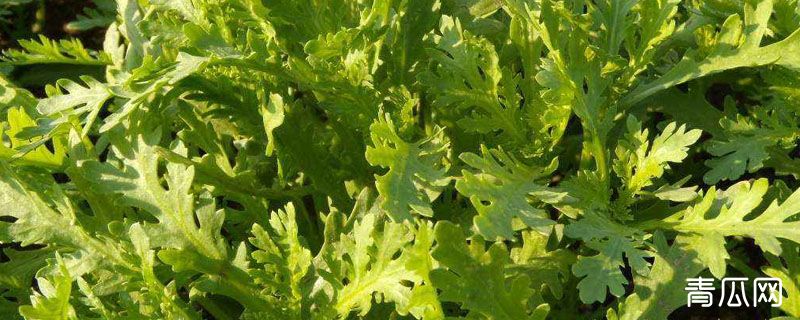 茼蒿干叶子怎么办