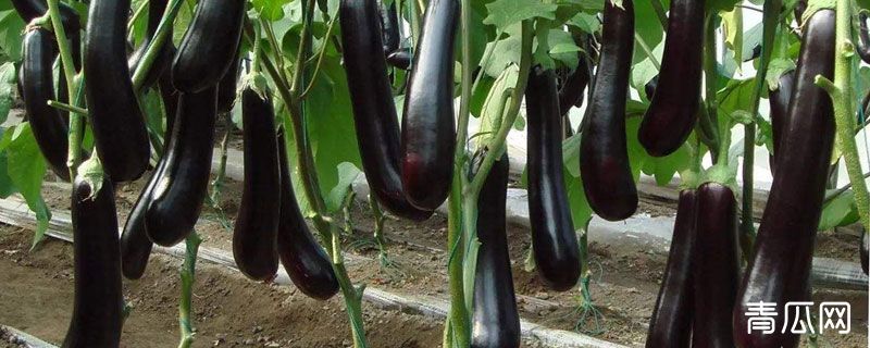 茄子从哪里传入中国