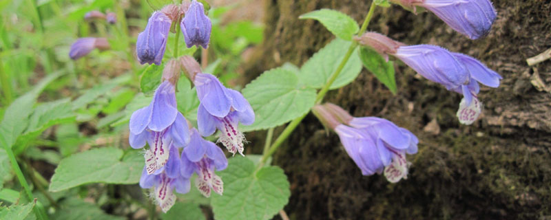 黄芩来源于什么科