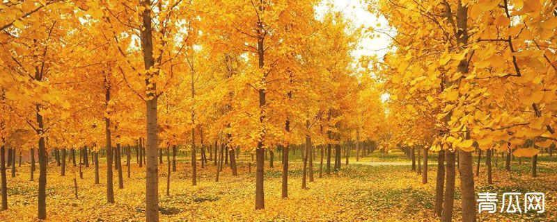 银杏树移植注意事项