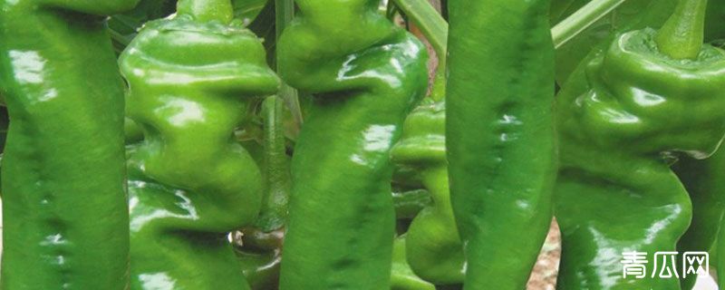 航椒8号每亩产量多少