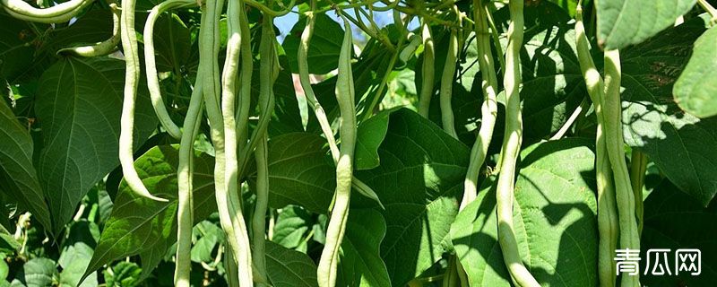 豆角烂根用什么药效果快