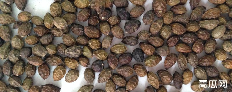 苦参子与鸦胆子区别