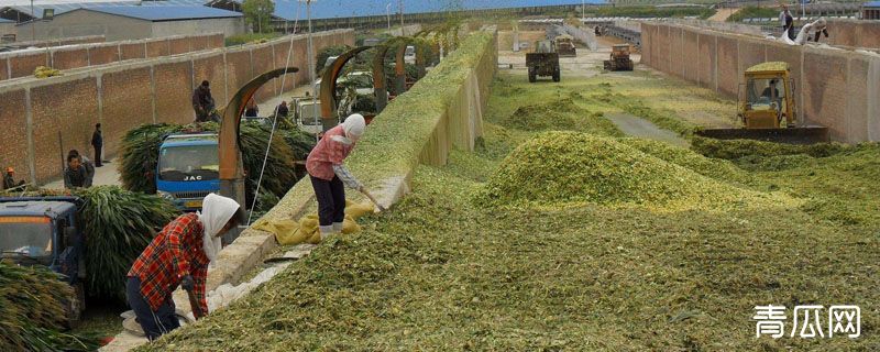 青贮饲料的制作方法与技术要点