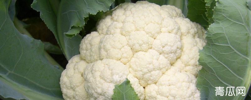 花椰菜亩产量多少斤