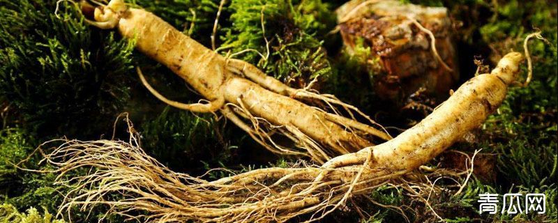 人参和白参的区别