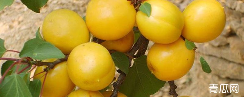 一亩珍珠油杏收入多斤