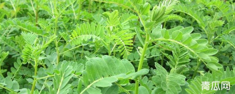 黄芪野生与种植的区别