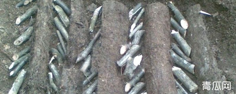 天麻菌棒有杂菌怎么办