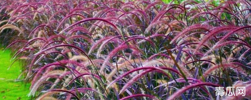 狼尾草有紫红色的吗