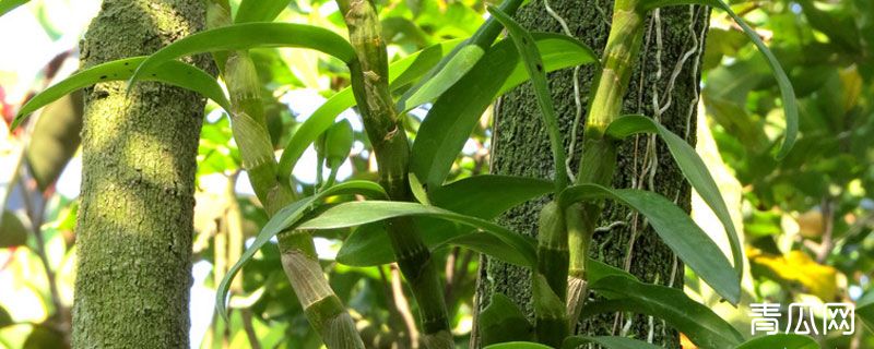 石斛北方可以种植吗