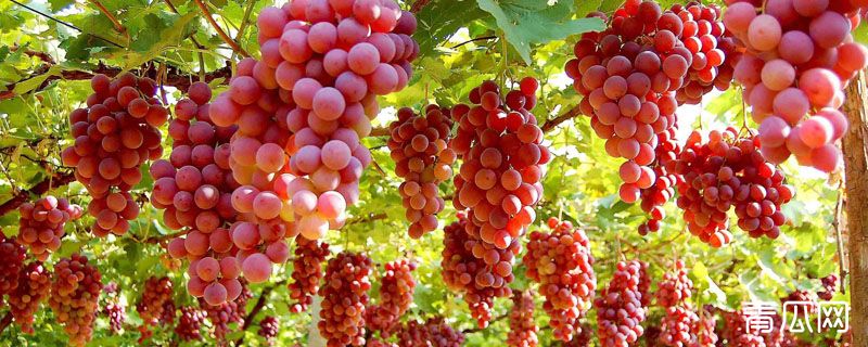 中国中原地区种植葡萄始于哪里