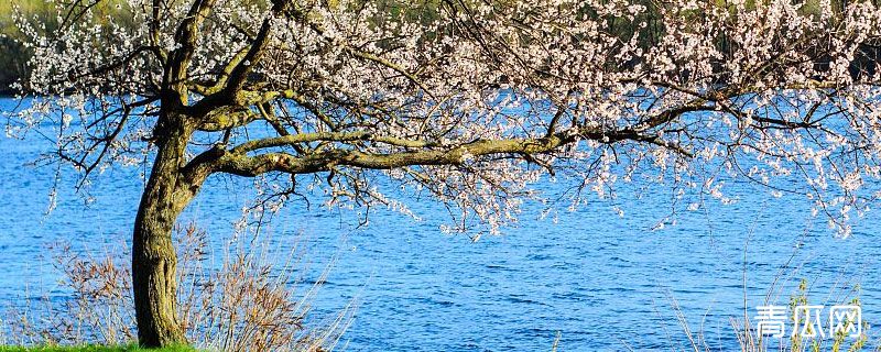杏树种植时间和方法