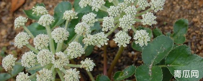 防风品种怎么分别