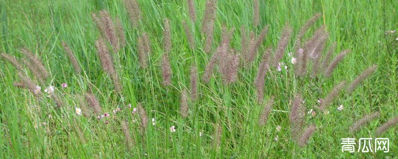 杂交狼尾草种植时间