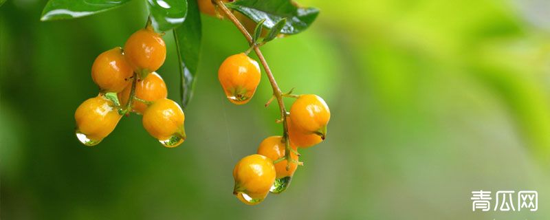 华西秋雨对农业生产的影响