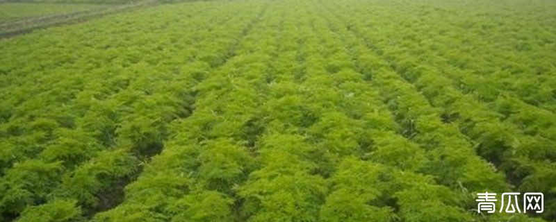 川芎苗田可以施底肥吗