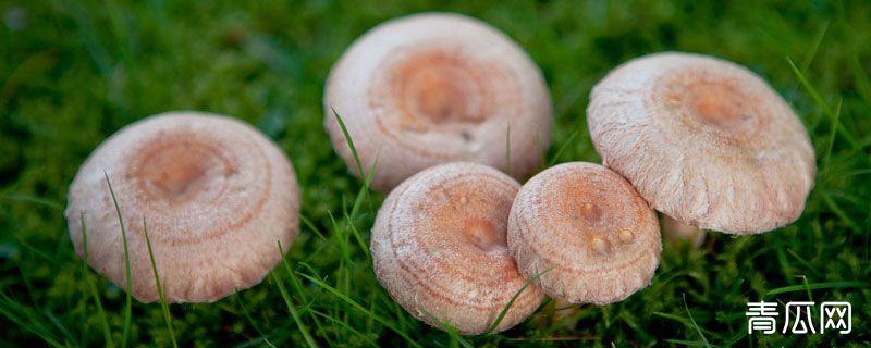 蘑菇分为哪几个部分