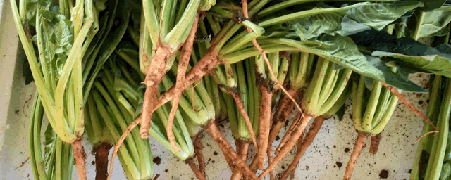 菠菜灰霉病如何防治