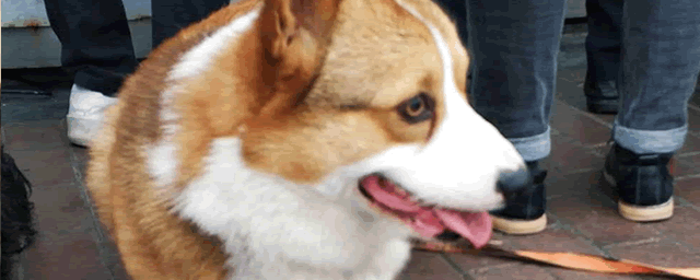 牛头梗为什么禁养