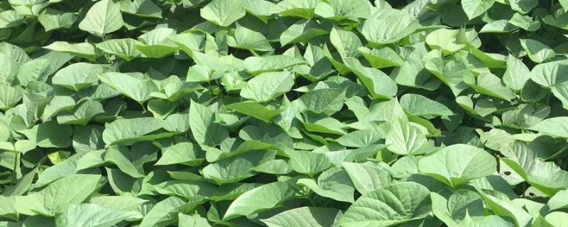 红薯秧怎么栽产量高扦插苗要几个节产量高