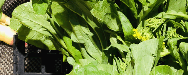 十二月份适合种什么蔬菜