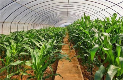 棚室透光率差怎么办？