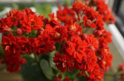 四季常开的室内盆花有哪些