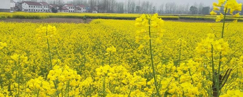 油菜生长温度是多少温度低于多少度停止生长