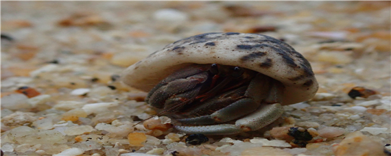 寄居蟹怎么养 淡水