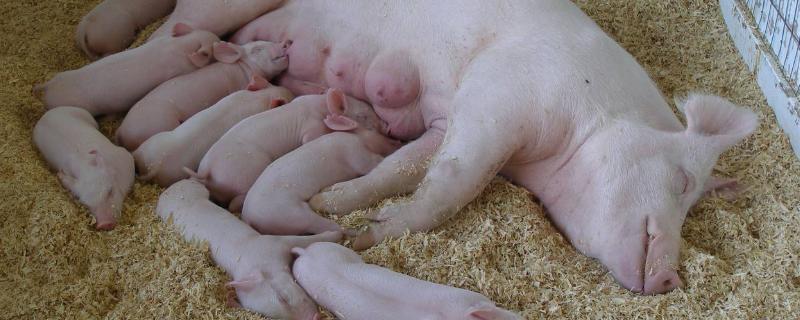 母猪怀孕期间喂什么饲料怀孕母猪可以打口蹄疫苗吗