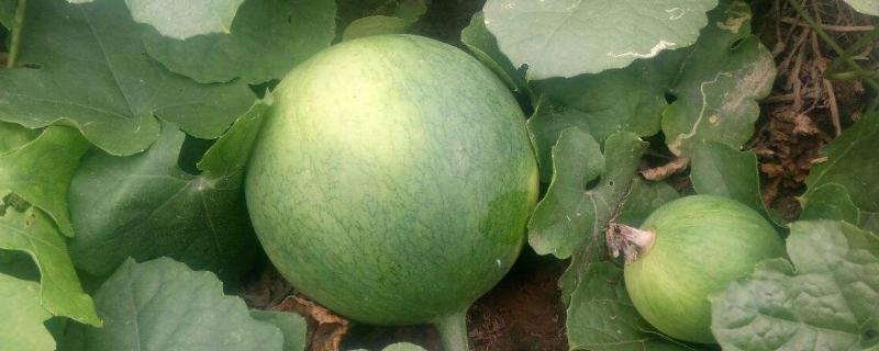 种20亩瓜蒌要投资多少附种植时间和方法