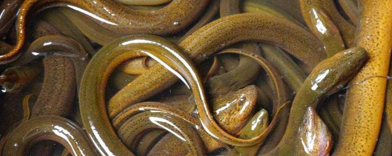 野生鳝鱼和养殖鳝鱼有什么区别野生鳝鱼一般生活在哪里