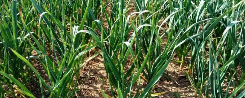 大蒜属于出芽生殖吗附种植方法