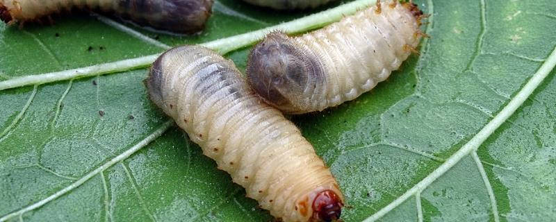 治蛴螬用什么农药