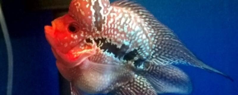 元宝罗汉鱼能长多大