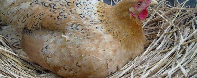 鸡抱窝是啥意思多少天能出小鸡