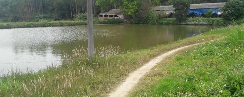 新挖的鱼塘要怎么处理才能养鱼为什么鱼塘投鸡粪就不开口了