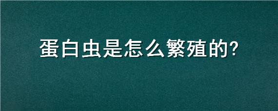 蛋白虫是怎么繁殖的