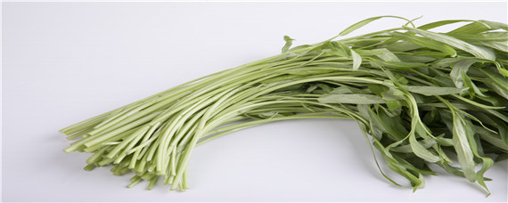 六月份适合种植的蔬菜和农作物