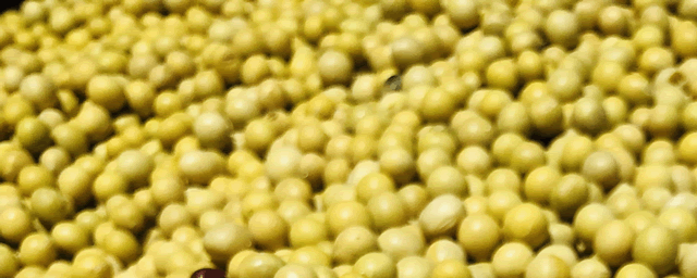 大豆黄叶病的防治方法