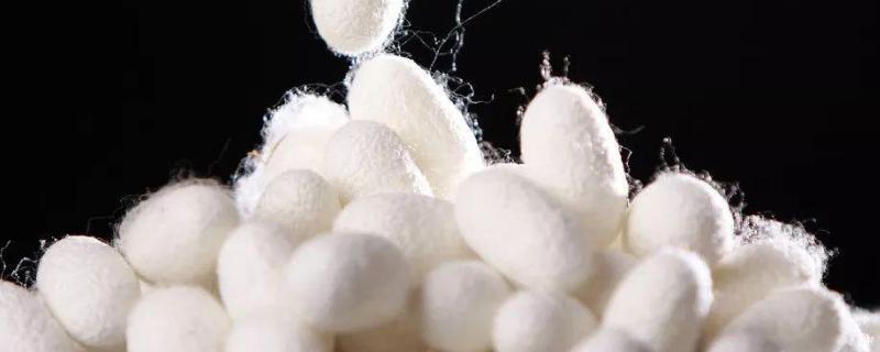 桑蚕丝与柞蚕丝对比怎么辨别真假