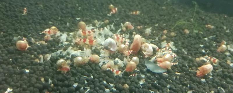 苹果螺产卵几天可出小螺爆缸怎么处理